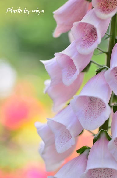 狐の手袋 花色フォトブック