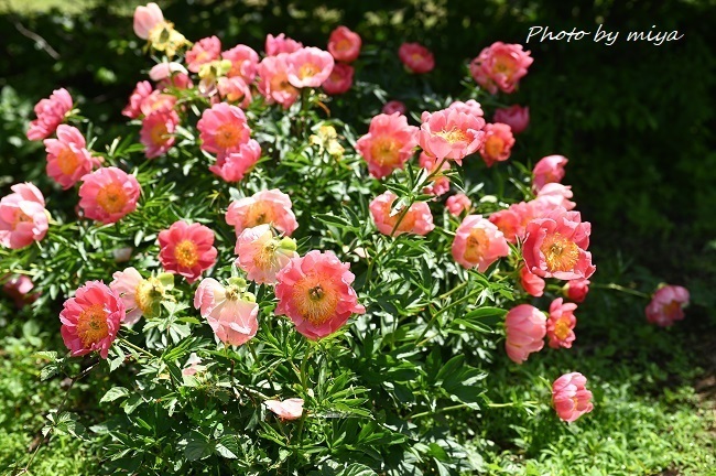 シャクヤク3686.jpg