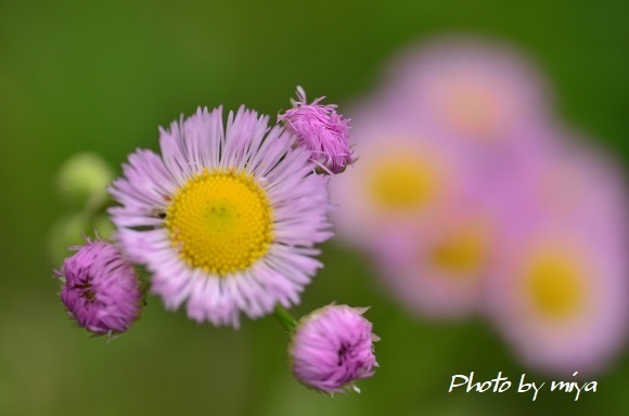 ハルジオン 花色フォトブック