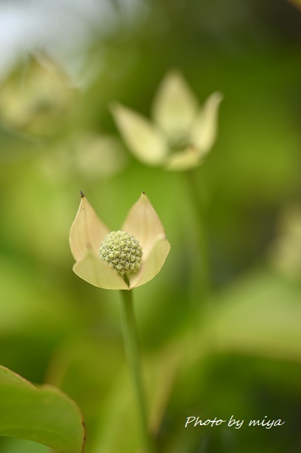 }{EV4386.jpg