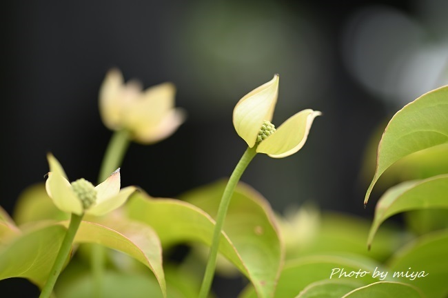 }{EV4393.jpg