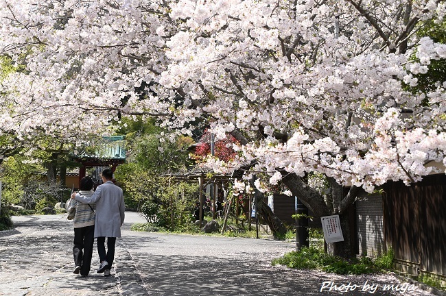 光則寺2632.jpg