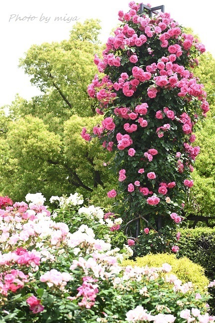 山下公園4264(2).jpg