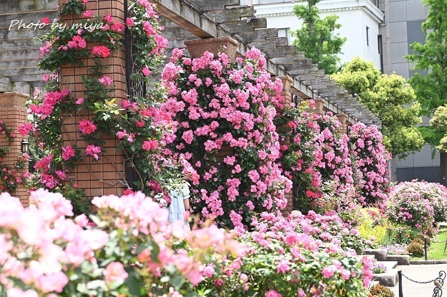 山下公園4278(2).jpg
