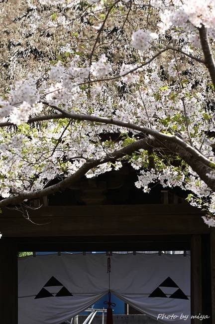 極楽寺2593(2).jpg