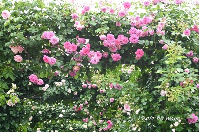 港の見える丘公園4243.jpg