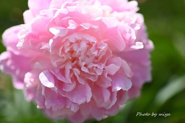 芍薬3672.jpg