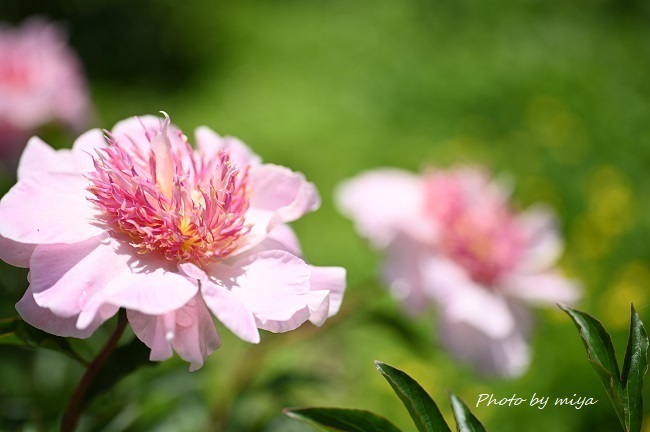 芍薬3683.jpg